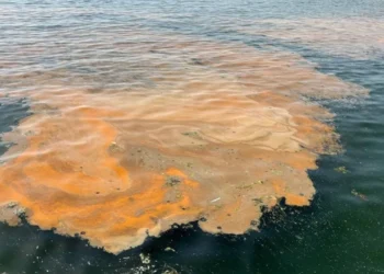 İstanbul Boğazı’nda Oksijen Alarmı: Deniz Ekolojisi Tehlikede Uyarısı