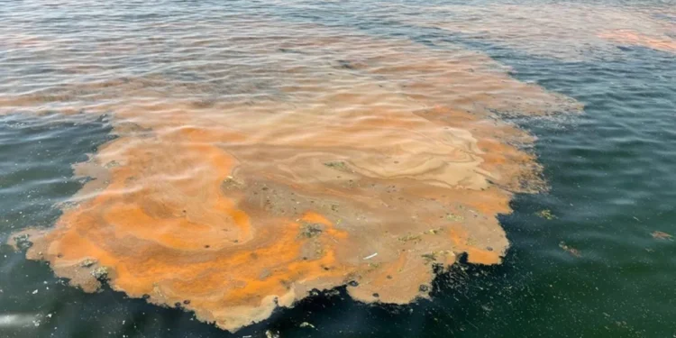 İstanbul Boğazı’nda Oksijen Alarmı: Deniz Ekolojisi Tehlikede Uyarısı